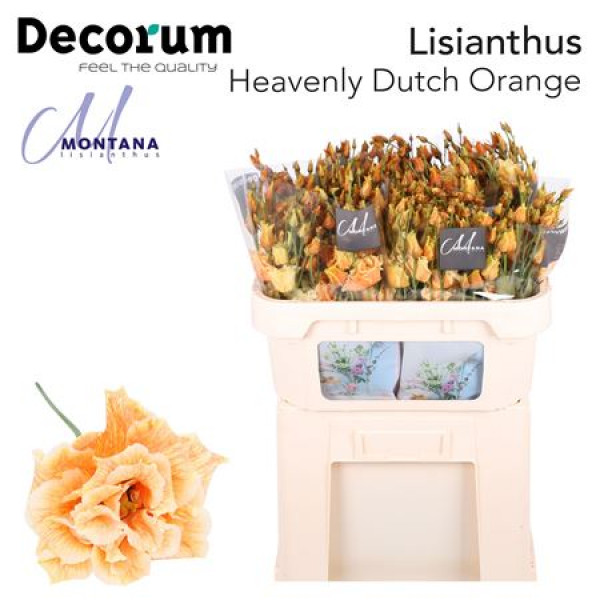 Lisianthus G Heavenly Dutch Orange 70cm A1 Col-Blued