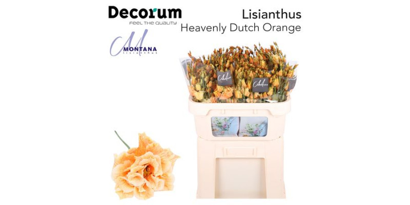 Lisianthus G Heavenly Dutch Orange 70cm A1 Col-Blued