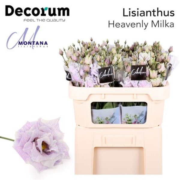 Lisianthus G Heavenly Milka 70cm A1 Col-Blued