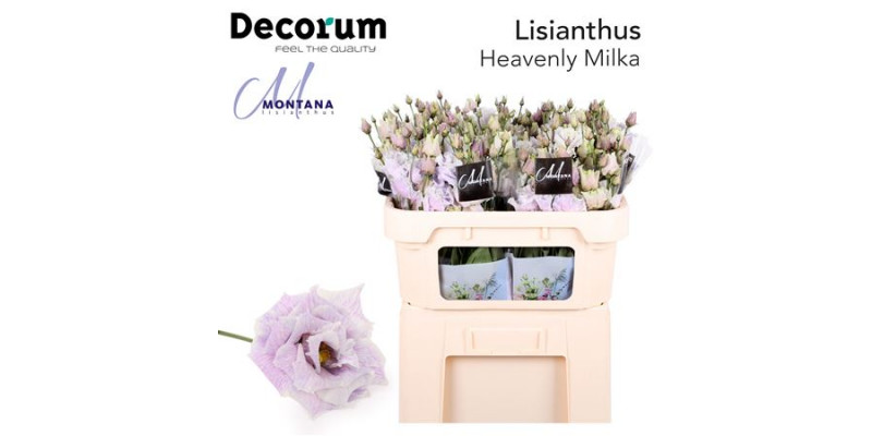 Lisianthus G Heavenly Milka 70cm A1 Col-Blued