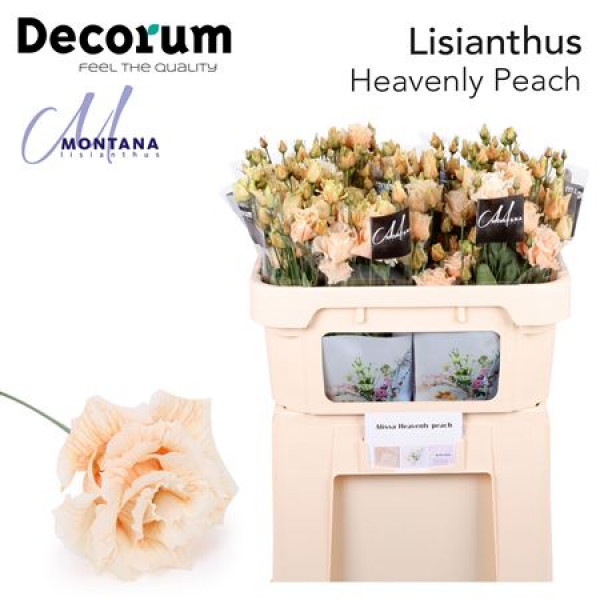 Lisianthus G Heavenly Peach 70cm A1 Col-Blued