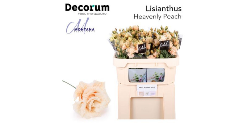 Lisianthus G Heavenly Peach 70cm A1 Col-Blued