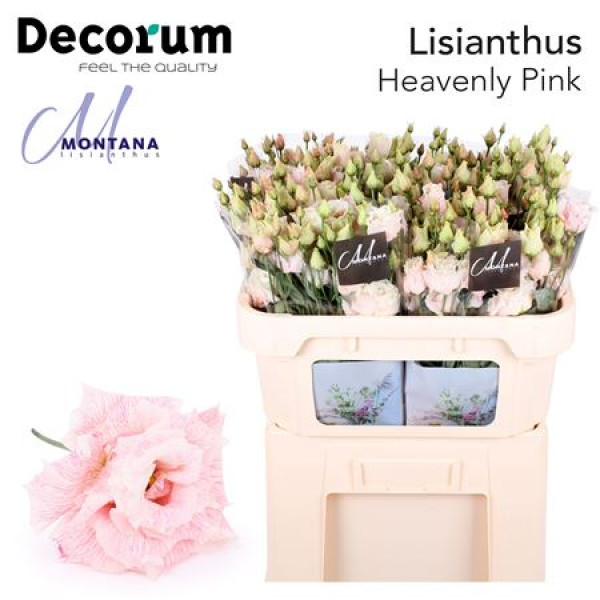 Lisianthus G Heavenly Pink 70cm A1 Col-Blued