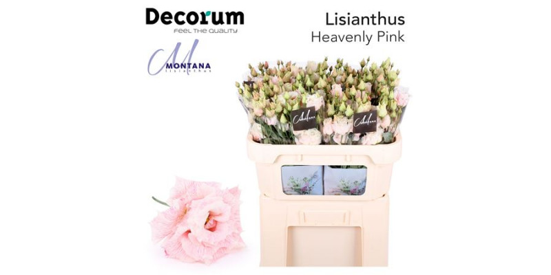 Lisianthus G Heavenly Pink 70cm A1 Col-Blued