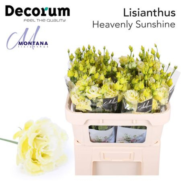 Lisianthus G Heavenly Sunshine 70cm A1 Col-Blued