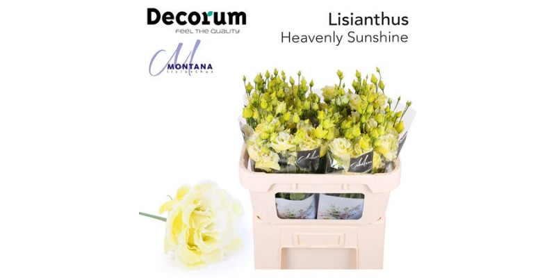 Lisianthus G Heavenly Sunshine 70cm A1 Col-Blued