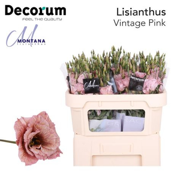 Lisianthus G Vintage Pink 70cm A1 Col-Blued