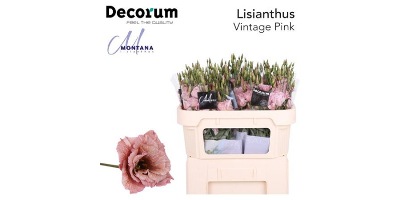 Lisianthus G Vintage Pink 70cm A1 Col-Blued