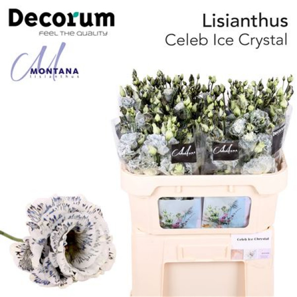 Lisianthus G Celeb Ice Crystal 70cm A1 Col-Blued