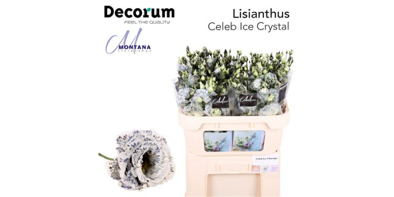 Lisianthus G Celeb Ice Crystal 70cm A1 Col-Blued