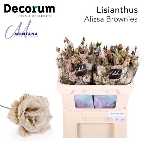 Lisianthus G Alissa Brownies 70cm A1