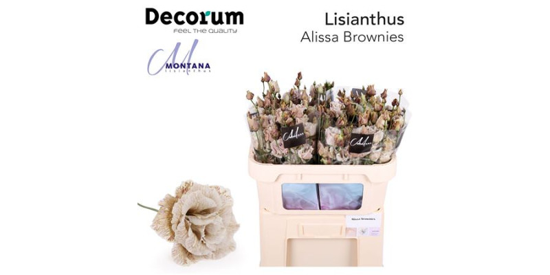 Lisianthus G Alissa Brownies 70cm A1