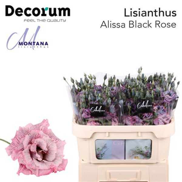 Lisianthus G Overig Black Rose 70cm A1