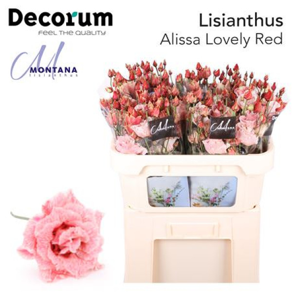 Lisianthus G Overig Lovely Red 70cm A1