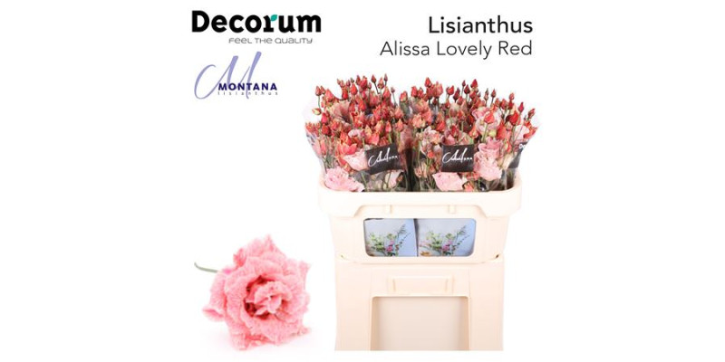 Lisianthus G Overig Lovely Red 70cm A1