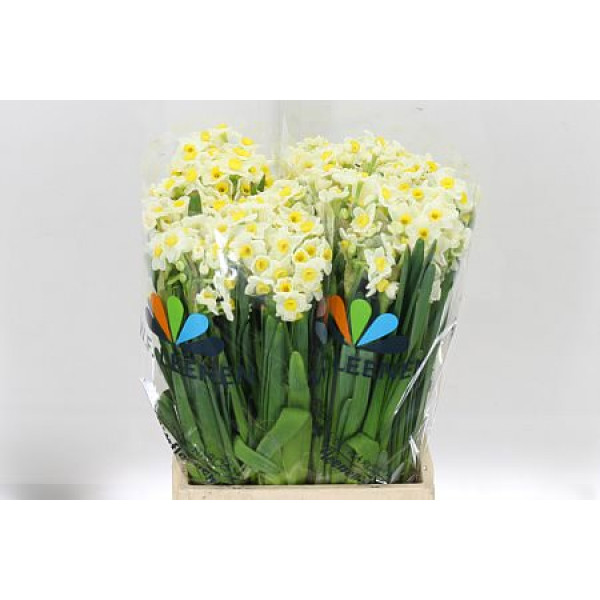 Daffodil - Narcissus Ta Avalanche 5 A1