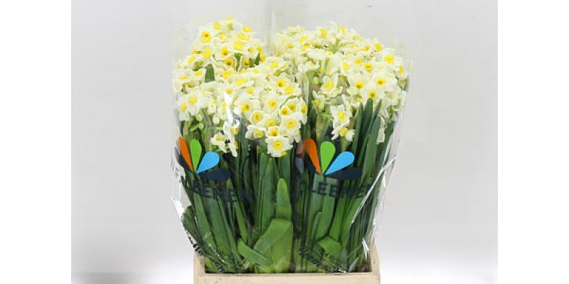 Daffodil - Narcissus Ta Avalanche 5 A1