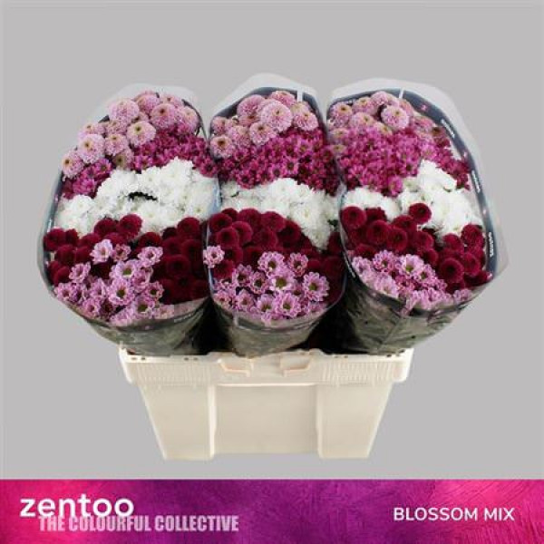 Chrysanthemums S Gem Blossom Mix 55cm A1 Col-Mixed