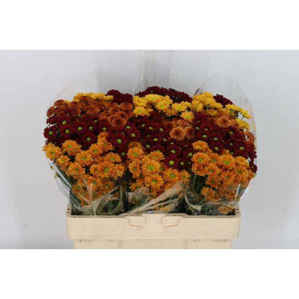 Chrysanthemums S Gem Herfst Mix 55cm 100g 23 55cm A1 Col-Mixed