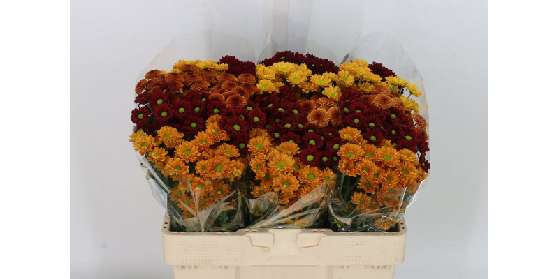 Chrysanthemums S Gem Herfst Mix 55cm 100g 23 55cm A1 Col-Mixed