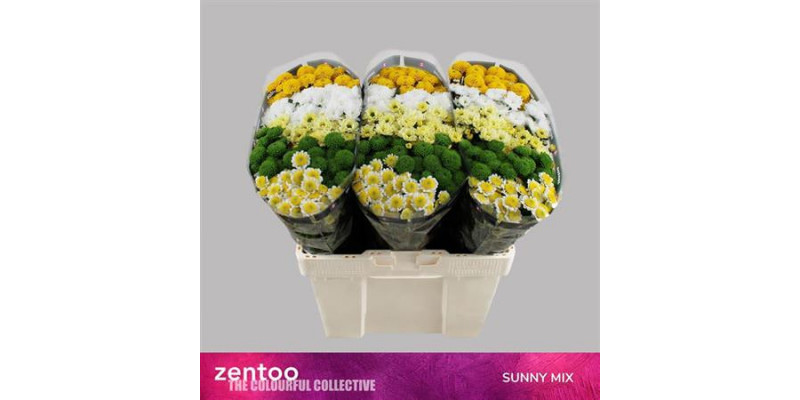 Chrysanthemums S Gem Sunny Mix 55cm A1 Col-Mixed