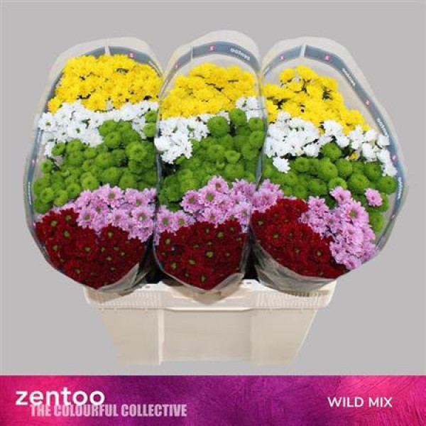 Chrysanthemums S Gem Wild Mix 55cm A1 Col-Mixed