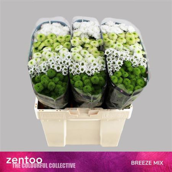 Chrysanthemums S Gem Breeze Mix 55cm A1 Col-Mixed