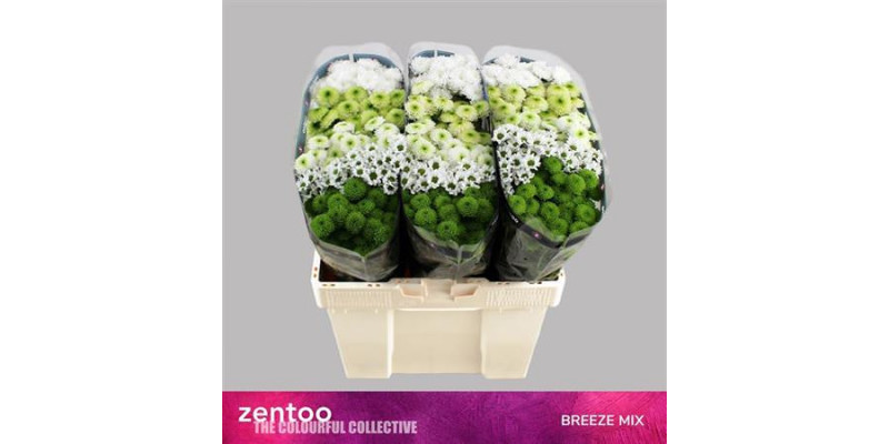 Chrysanthemums S Gem Breeze Mix 55cm A1 Col-Mixed