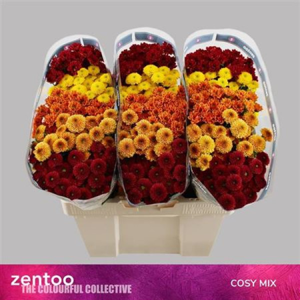 Chrysanthemums S Gem Cosy Mix 55cm A1 Col-Mixed
