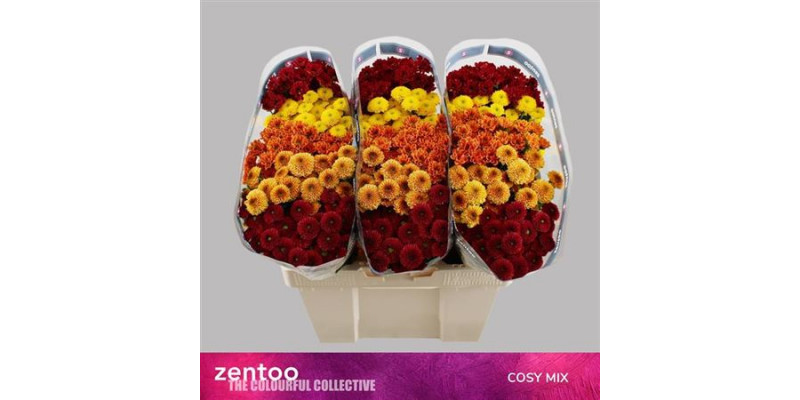 Chrysanthemums S Gem Cosy Mix 55cm A1 Col-Mixed