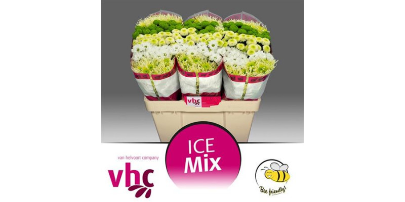 Chrysanthemums S Gem Ice Mix 55cm A1
