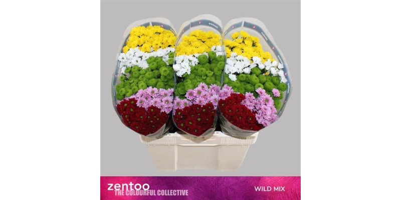 Chrysanthemums S Mix Wild 55 cm A1