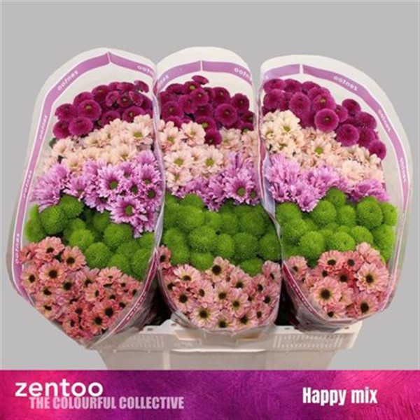 Chrysanthemums S Mix Happy 55 cm A1