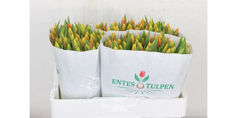 Tulips En Dow Jones 38cm A1 Col-Bicolor
