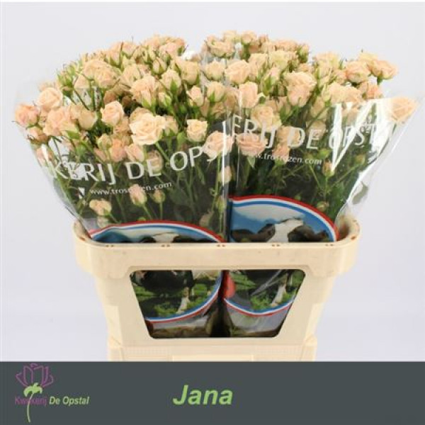 Rose Tr Jana 80cm A1