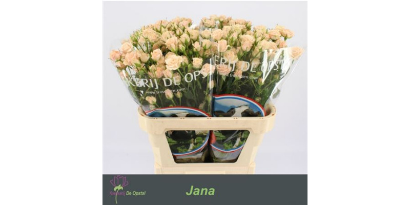 Rose Tr Jana 80cm A1