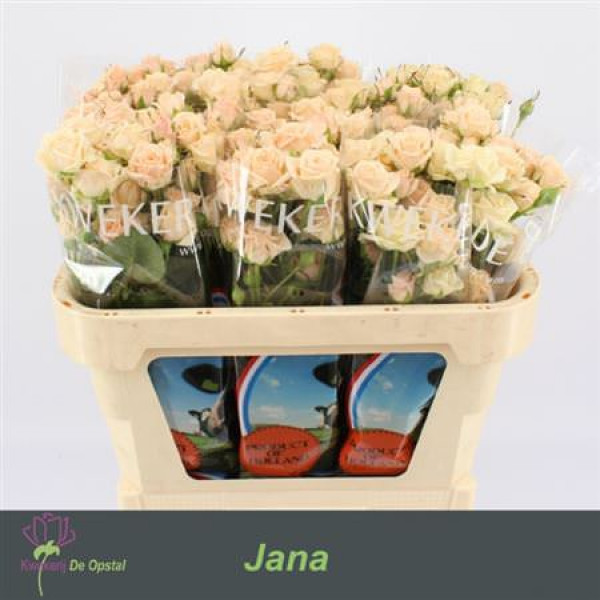 Rose Tr Jana 70cm A1 Col-Cream