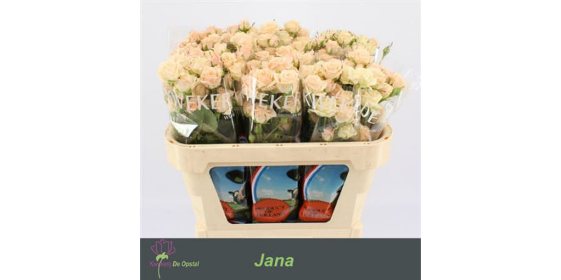 Rose Tr Jana 70cm A1 Col-Cream