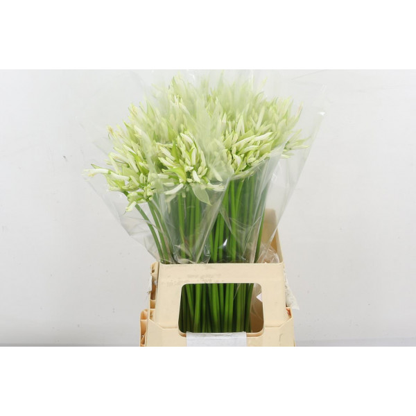 Nerine Bo White 60cm A1 Col-White