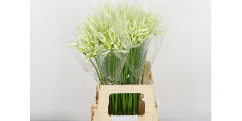 Nerine Bo White 60cm A1 Col-White