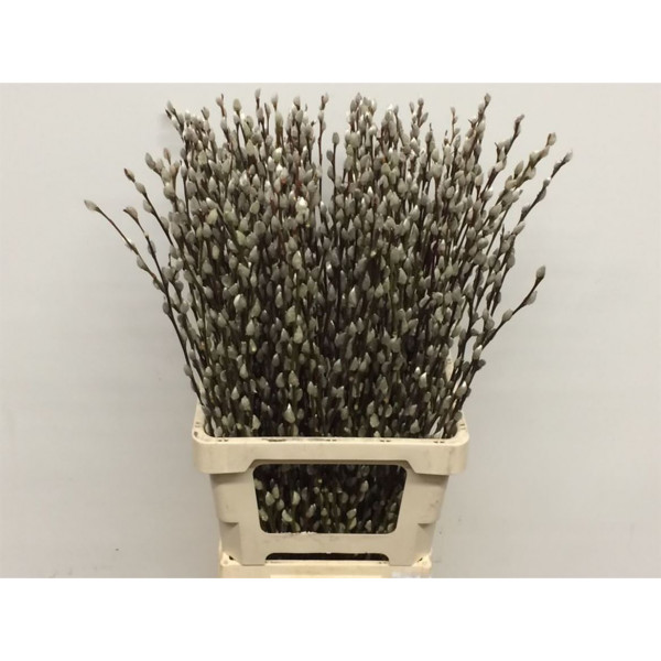 Salix Caprea Snow Flake 70cm (ch) 70cm  Col-White