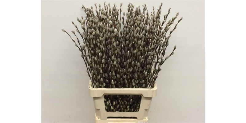 Salix Caprea Snow Flake 70cm (ch) 70cm  Col-White