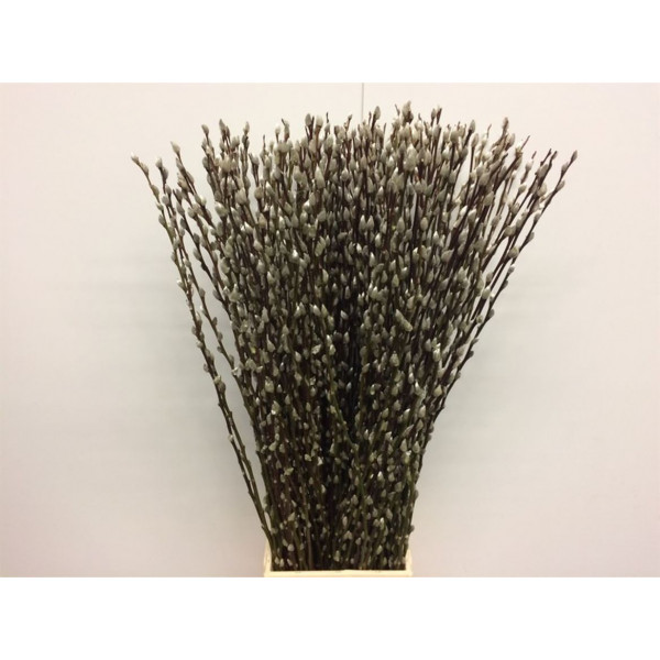 Salix Caprea Snow Flake 90cm 90cm  Col-White