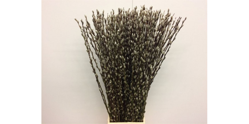 Salix Caprea Snow Flake 90cm 90cm  Col-White