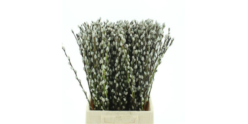 Salix Ca Snow Flake 50cm 50 A1White