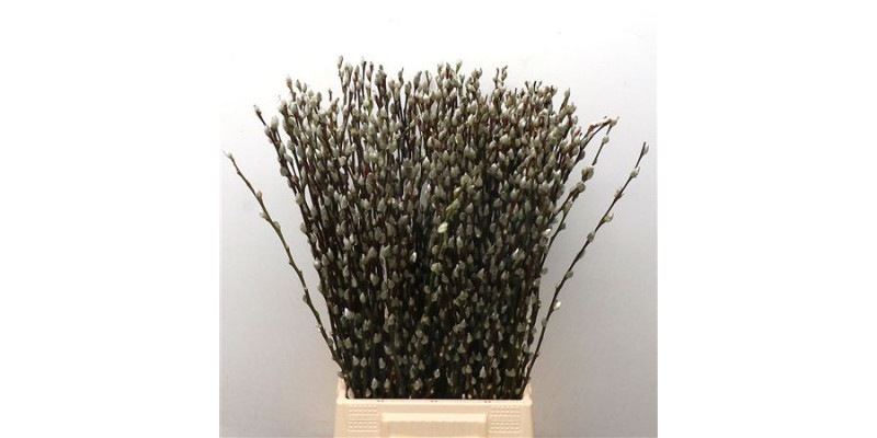 Salix Ca Snow Flake 60cm 60 A1White