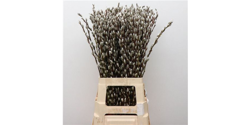 Salix Ca Snow Flake 70cm 70 A1White