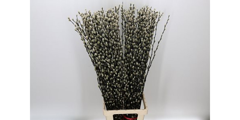 Salix Ca Snow Flake 100cm 100 A1White