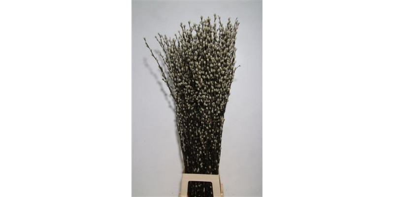 Salix Ca Snow Flake 120cm 120 A1White