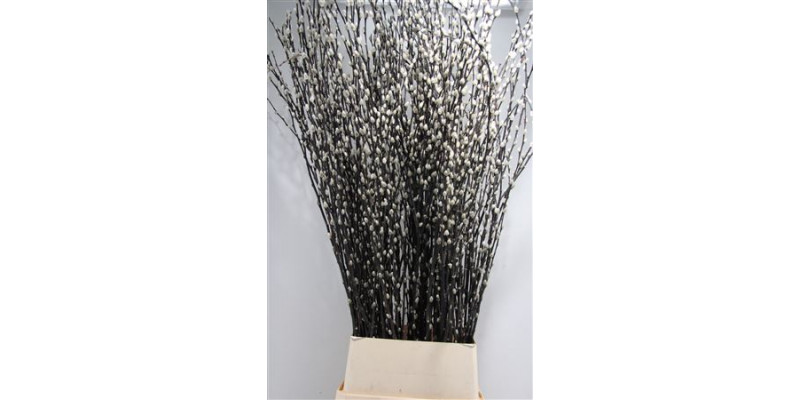 Salix Ca Snow Flake 150cm 150 A1White